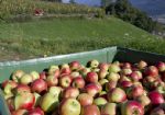 Coltivazione Mele