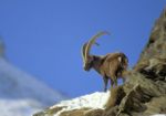 Capra Ibex, Valsavarenche