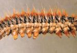 Larva di processionaria del pino